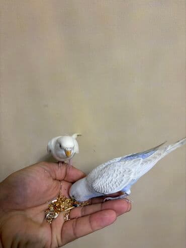 значок хары бюльбюль купить: 1 ədəd ağ qalıb erkək — 5