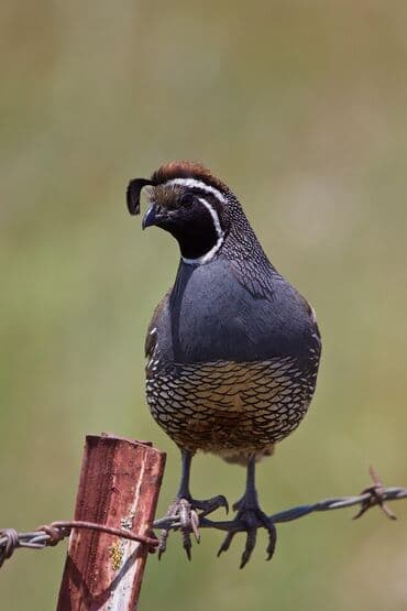 Kalifornia bildircini gondermek mumkundu bakiyada gonderlir