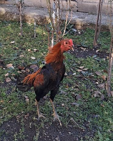 it balasi satilir: Heyrati 9-ay, təmiz xarici cins, qara göz, qara ayaq. 2,200-kilo — 3