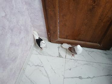 korella quşu: Çəp ağ quyruq cüt erkəy maya tam sağlam heyvanlardı — 2