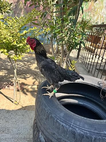 kalduk ordək: Ko Shamo fərəsi öldüyü üçün satram başqa suala ehtiyac yoxdu barterdə — 1