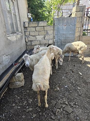 afcarka itlerin satisi: 6 baş qoyun.1-i balalı. Yekə qoyunlardı . Saxlamağa dəyər.Qiymətləri — 4