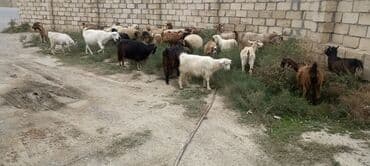 balasına süd vermeyen qoyun: 28 heyvandı 2 si boğaz qoyundu şişəkdilər 4 erkək dvır 22 keçi cavan — 4