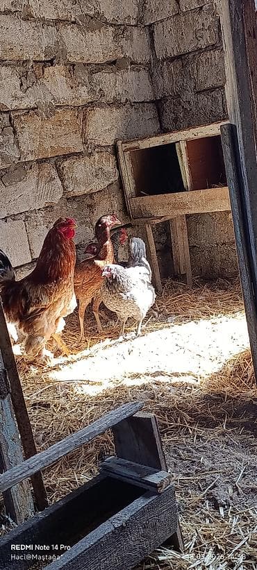 pudel satilir 2020: Toyuq, Brama, Yumurtalıq — 1