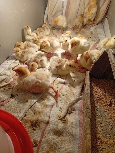 Subaru: Qırmızı kanada Hinduşka balalarının satışı başlayıb hər həftə olacaq — 3