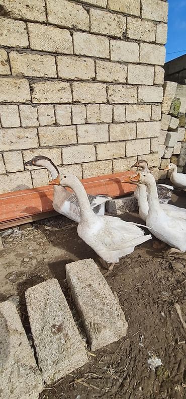 tovuz qusu satılır: Salam Temiz Linda Kuban Rus qazları originaldır 5kilo 800qram 5 — 3