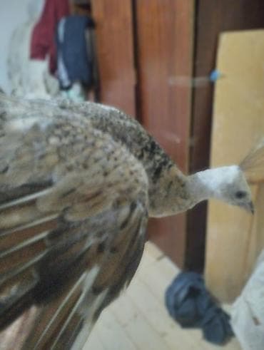it yemi: Tovuz quşu balası (paun cücəsi) - Növ: Tovuz quşu (peafowl) – gənc — 9