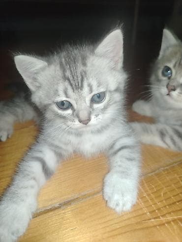 pişik tualet: Tabbi — 2