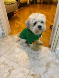 afçarka satılır: Satılır: Maltipu erkək it (1 yaş 5 aylıq) 🐶 Tam sağlam, mehriban və — 2