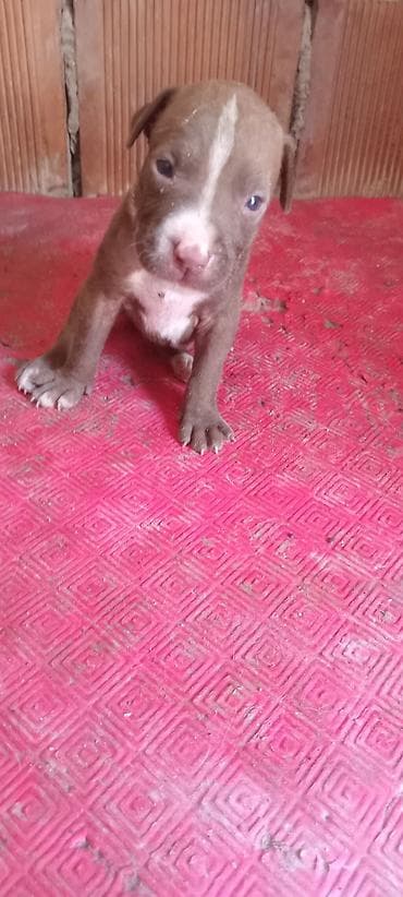 it pitbull: Pitbul, Peyvəndli — 4