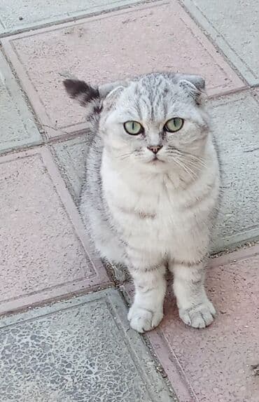 mingəcevir pişik: Şotland, Erkək, Yaxşı əllərə, Ünvandan götürmə — 3