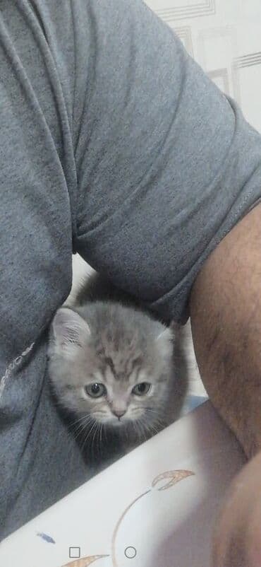 dovwan satiwi: Şotland, Erkək — 3