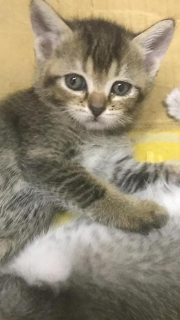 pişik ucun oyuncaq: Tabbi — 2