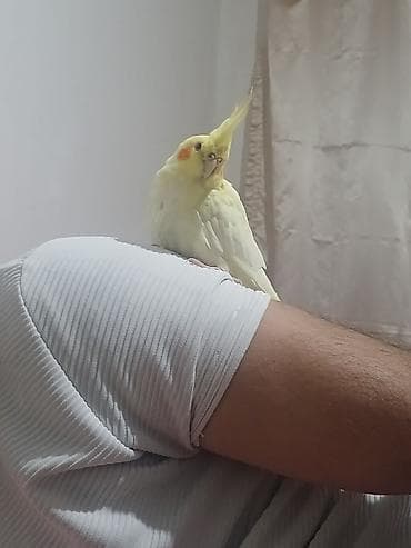 karell: El quwu rucnoy Karella sultan papuqayi satiram əl quşudu, rucnoydu — 2