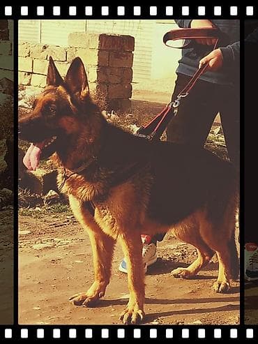 nemeski afcarka qiymeti: Alman çoban iti, Dişi — 1