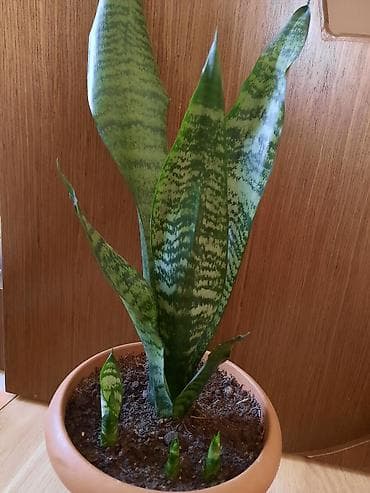 Sansevieria gülü