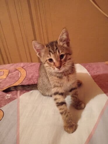 pişik balasi: Britan, Dişi, Yaxşı əllərə, Ünvandan götürmə — 3