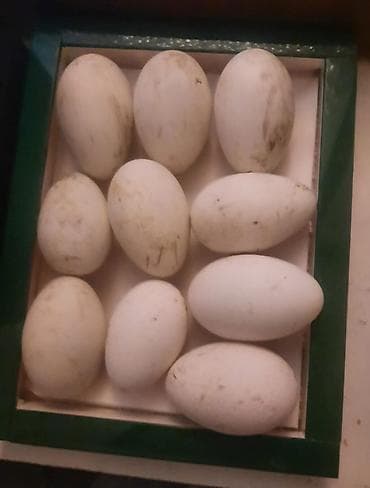 ordek satisi: Qaz yumurtalari mayali — 2