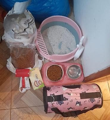 pişik satisi 2022: Britan, Dişi — 5