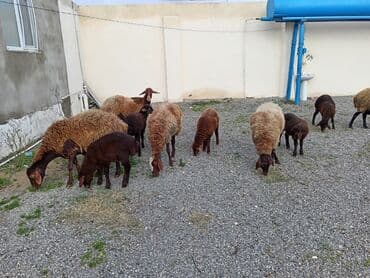 K/t heyvanları üçün mallar: Dişi, Qala, il: 1, 50 kq, Damazlıq, Ünvandan götürmə — 1