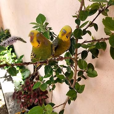 laska: 🦜 Erkək və Dişi Cüt Dalğalı Tutuquşuları 🦜 Həyətdə belə uçub — 7