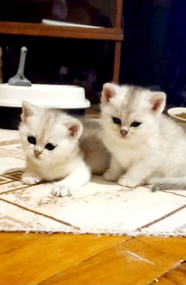 şirin pişik şekilleri: Britan, Erkək, Dişi, Yaxşı əllərə, Ünvandan götürmə — 1