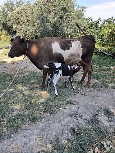 toyuq ucuz qiymete: Dişi, Simental, il: 8, Südlük, Ünvandan götürmə — 2