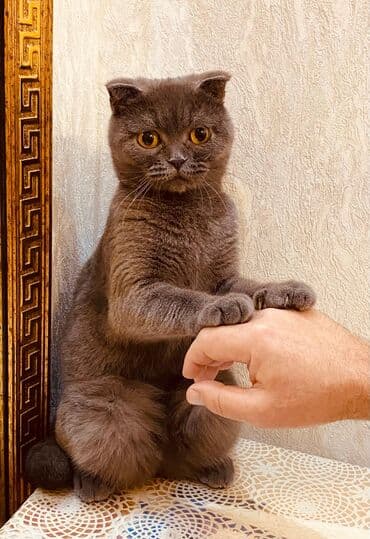 Akvariumlar: Şotland yastı qulaq — 2