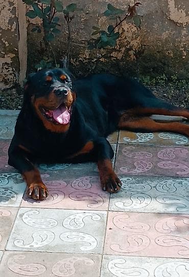gencede heyvanlar: Rotveyler, 9 ay, Dişi, Peyvəndli, Ünvandan götürmə — 3