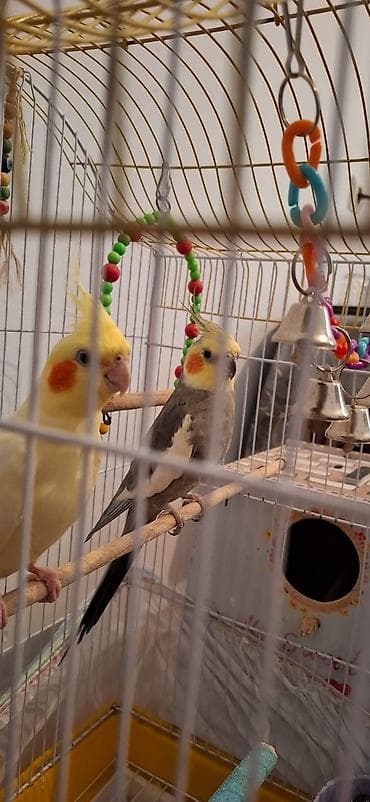 tutuquşu satışı: Salam Sultan tutuquşu satılır sağlamdılar şekildə görünen her bişey — 4