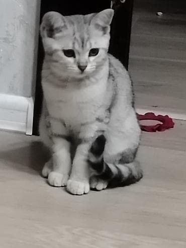 pisiy: Gümüş rəngli, zolaqlı, qısa tüklü balaca pişik. Yumşaq, sıx kürkü, iri — 4