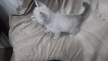 pişim: Britan — 4