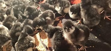 Akvariumlar: Təmiz qan Alman Astroloq cücələri satışdadır.🇩🇪 — 4