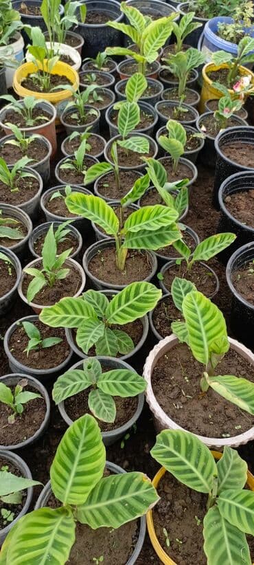 bitki satışı: Satışda dekorativ saksı bitkiləri – bağ və interyer üçün. - Euphorbia — 8