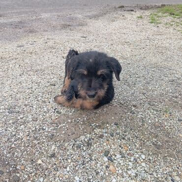 xasqi itler: Peyvəndli — 3