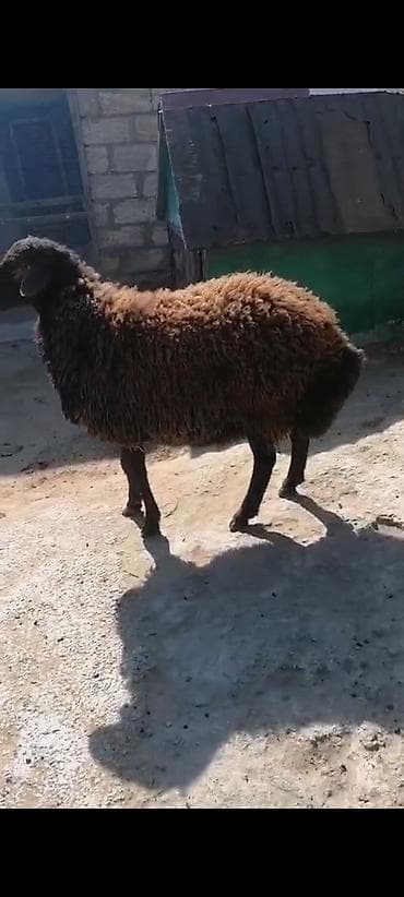 Buynuzlu heyvan, qoyun - Rəng: qara baş–boyun, bədənində tünd qəhvəyi — 3