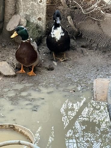 it aliram bakida: Erkək, Damazlıq — 3