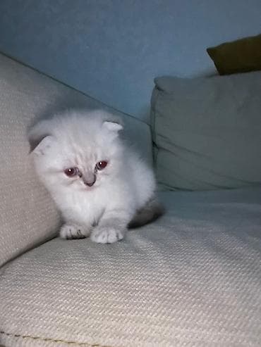 pişik yataqları: Məhsul: Pişik üçün rahatlıq və əyləncə dəsti Tərkibi: - Yumşaq — 2
