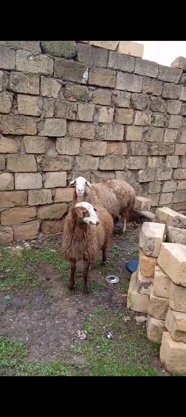 Dişi bala ilə ana bala qoyun satılır istəyən olsa yazsın video sun lalafo.az -da Dişi bala ilə ana bala qoyun satılır istəyən olsa yazsın video sun