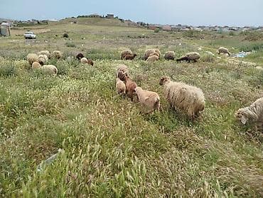 ari ailesi satilir: Qoyun sürüsü – qarışıq cinslər - 15 ana qoyun 15 quzu biri 150 AZN — 3