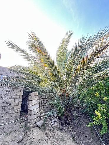 Ağaclar: Xurmanın dekorativ palmiyası – həyət və bağ üçün - Bitki növü: Xurma — 1