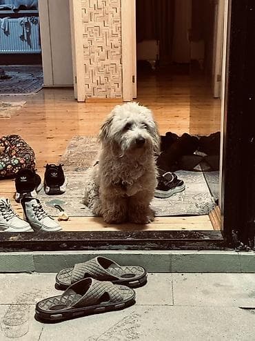 ev iti satilir: Erkek, Ünvandan götürmə — 5