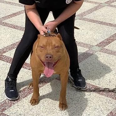 avcarka balasi satisi: Pitbul, 1 ay, Ödənişli çatdırılma — 6