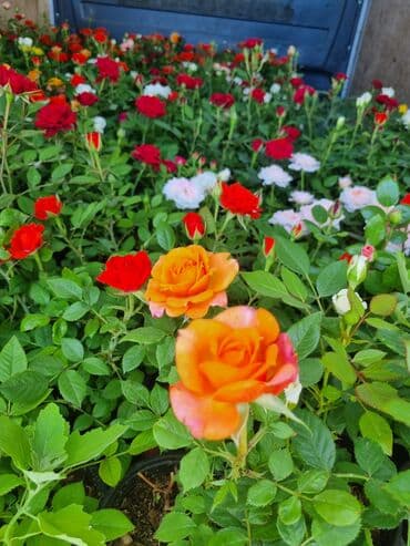 ağ qızılgul: Qırmızı, ağ, sarı və çəhrayı rənglərdə olan müxtəlif növ qızılgüllər — 3