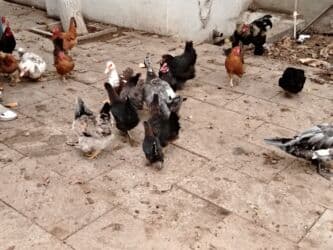 yerli inekler: Başlıq:Ev quşları Təsvir: Həyət quşları satılır: - Ördeyin xoruzu – — 12