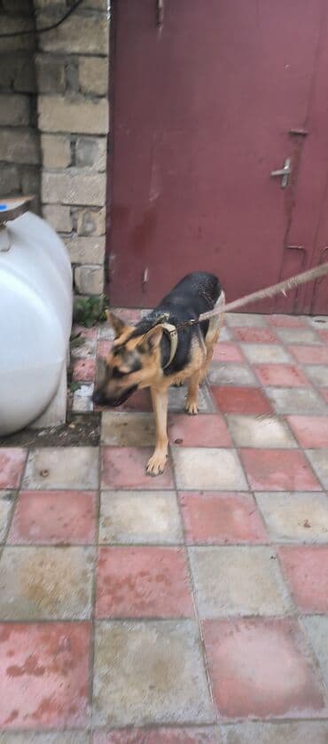 немецкая овчарка цена в баку: Немецкая овчарка, 11 месяцев, Самец, С прививками, Самовывоз — 3