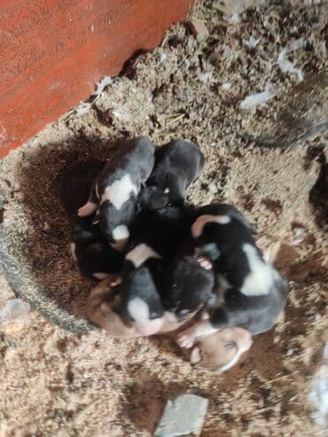 azerbaycanda it adlari: Xaski, Erkek — 4