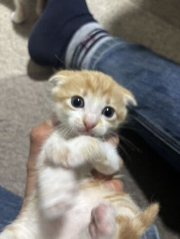 Daraq panellər: Yaxşı əllərə — 5