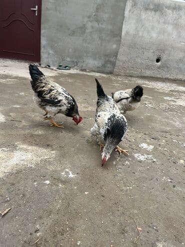 Cücələr: Toyuq, Ətlik, Ünvandan götürmə — 2