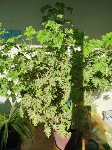 sine boyuden bitki: Ətirşah gülü çox böyük və sağlam bitkidir.
ünvan:Suraxanı ray — 2